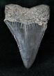 Fossil Great White Shark Tooth - #12878-1